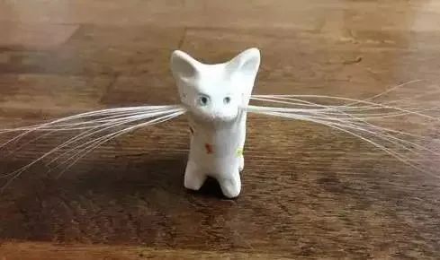 捡到猫咪的胡子,收集猫咪胡须会有好运嘛