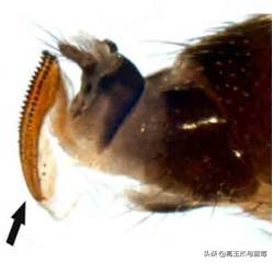 蓝莓地下害虫最佳防治时间,怎样预防蓝莓结果