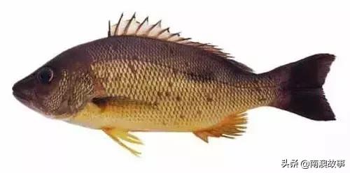 潮汕热销海鲜品种,潮汕常见的海鲜大全