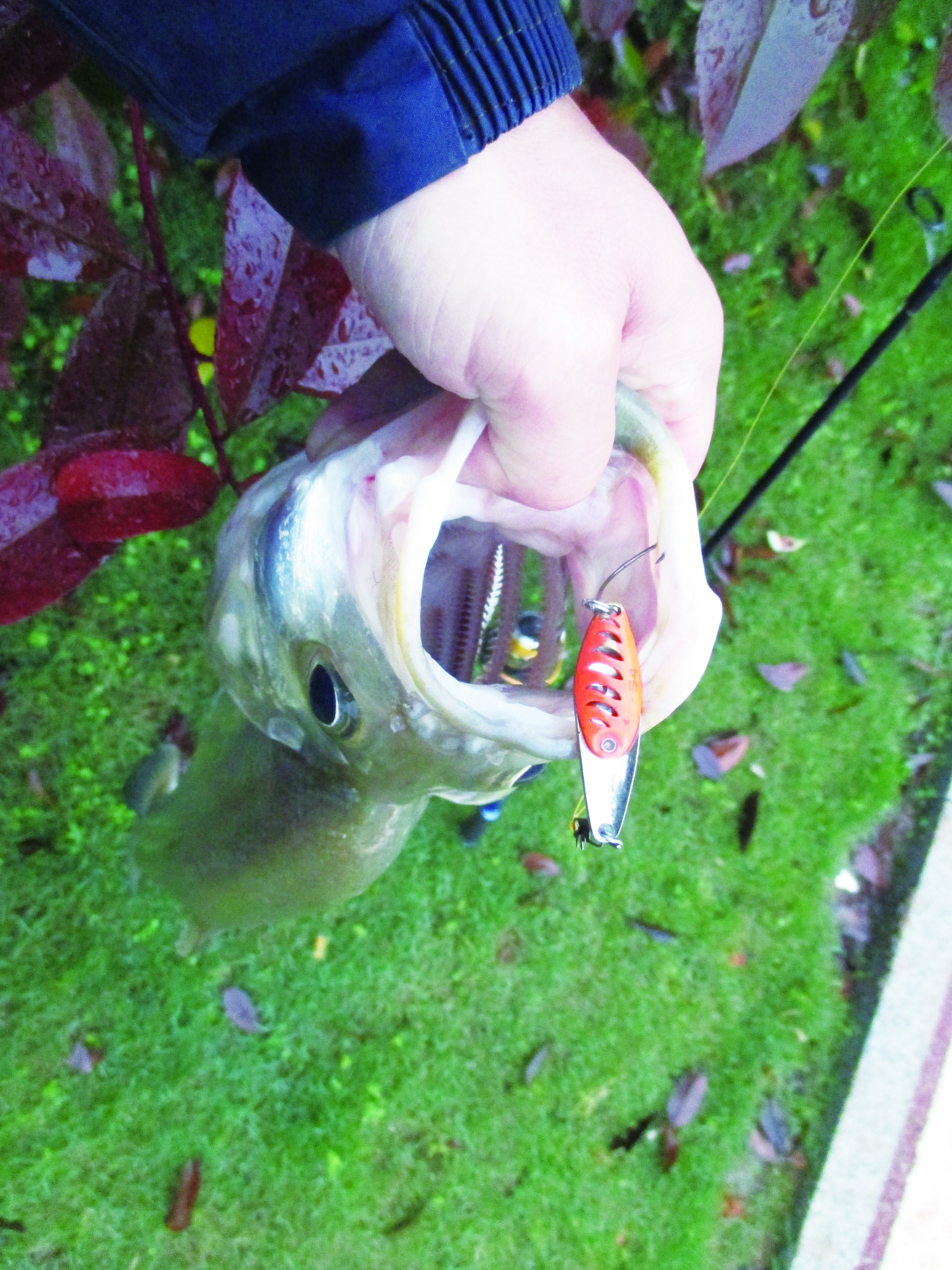 浑水走水钓翘嘴,浑水钓翘嘴怎么样