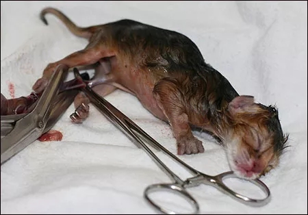 记录猫咪生产全过程,猫咪生产时的全过程