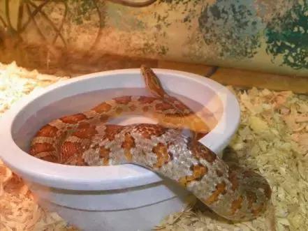 如何让观赏蛇类在人工环境下住得幸福