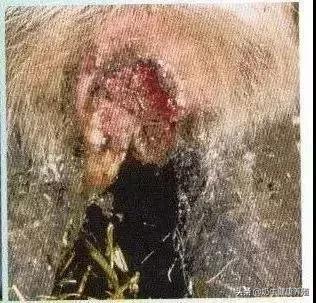 奶牛腐蹄病最快治疗方法,奶牛常见蹄病的预防和治疗