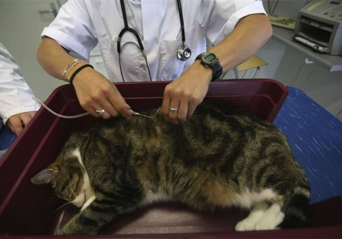 辟谣，猫咪白细胞激增就是患病？主人被告知：压力也会导致其升高