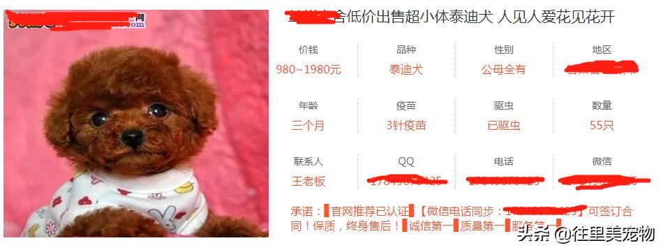 买宠物时的迷惑行为,宠物怎么买才不被骗的