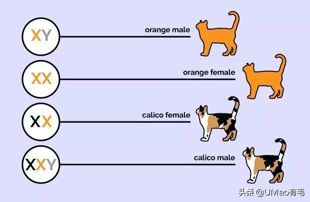 胖橘猫和黑猫,橘猫黑猫白猫哪个最可爱