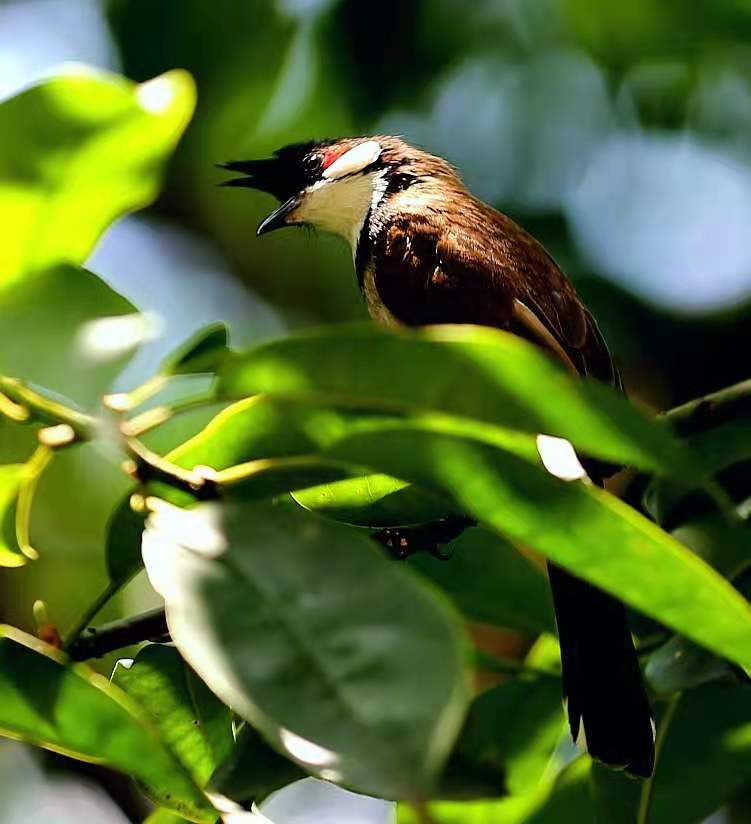 景美人善！我红耳鹎成都“安家”日常曝光