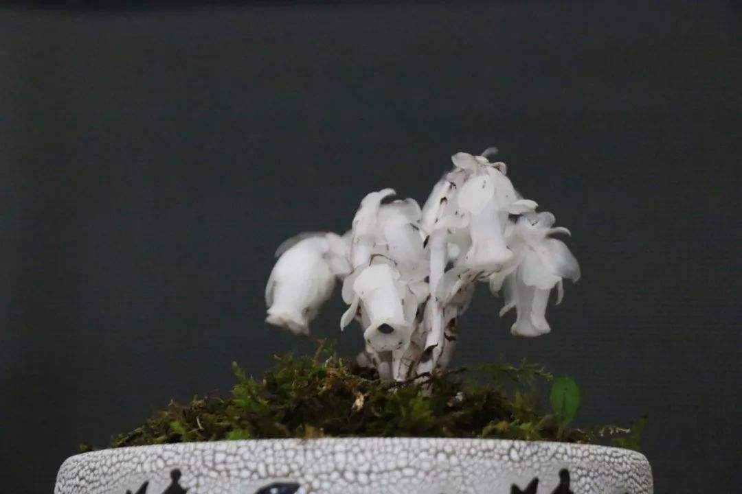 罕见贵州一县发现珍稀植物水晶兰,珍稀兰科植物贵州地宝兰图片