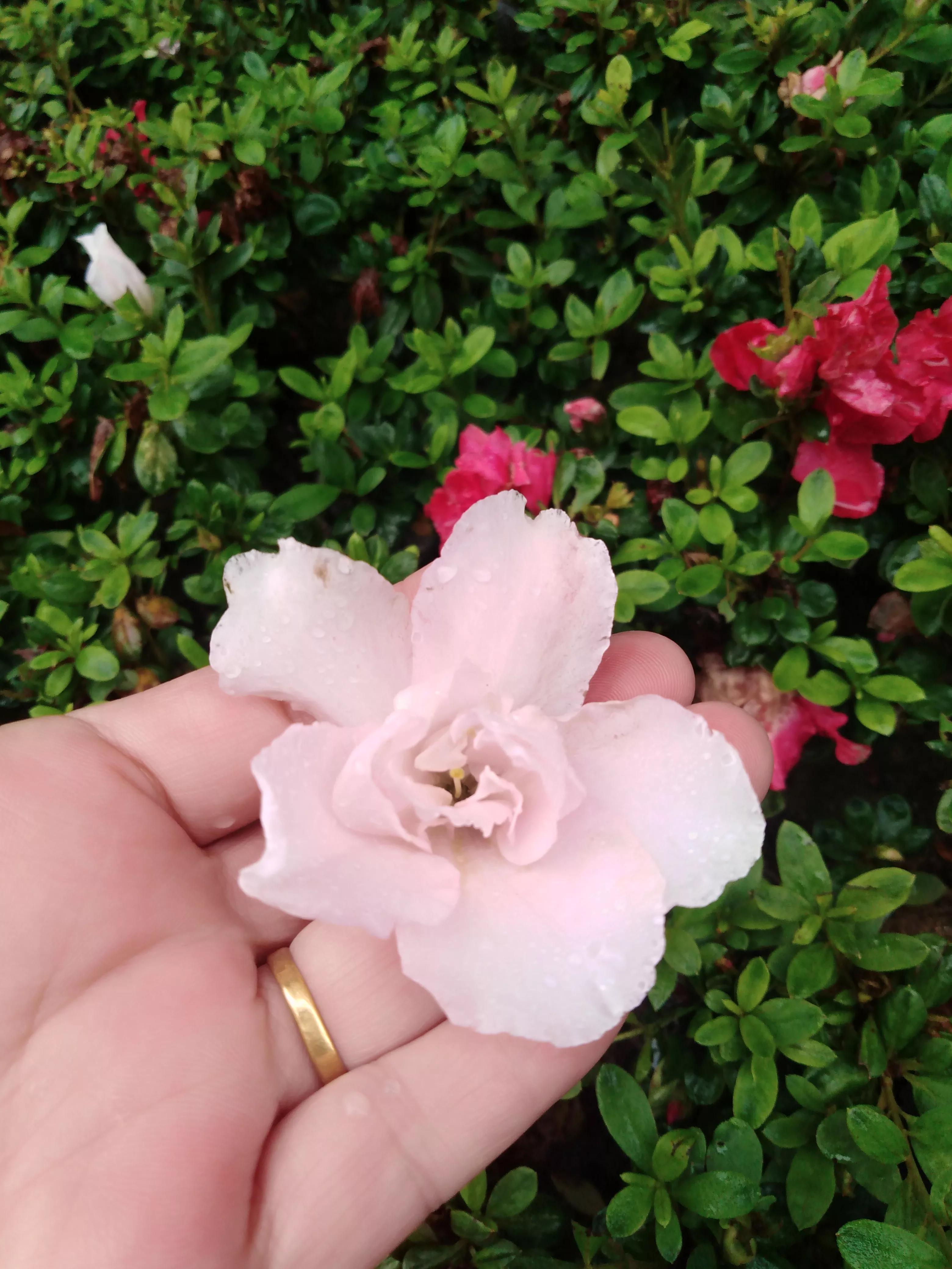 嘴长毛短浅含膘,嘴长毛短浅含膘是什么生肖