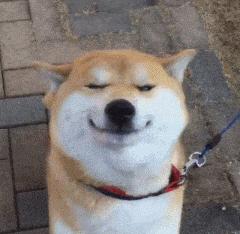 猫咪生吞维生素,猫咪生吞猫粮呕吐