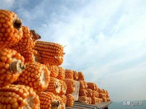 圈玉米网,特厚圈玉米专用网