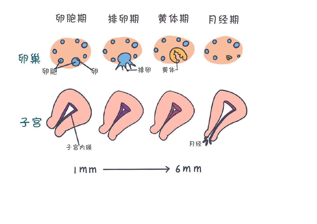 人体各部位的秘密,人体的所有秘密