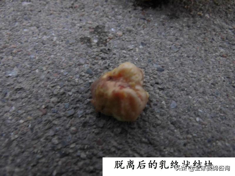 幼鸽肚脐没收好怎么办,幼鸽出壳后脐带怎么处理