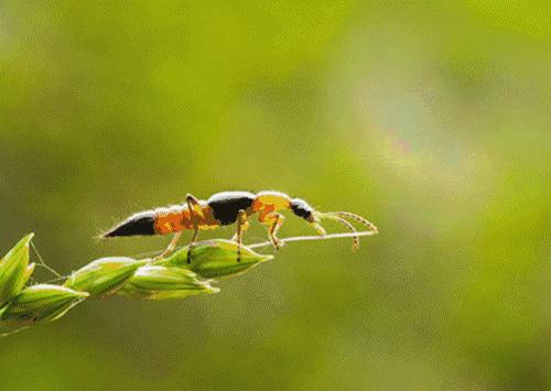 被毒隐翅虫咬怎么治疗,中了隐翅虫毒有什么感觉