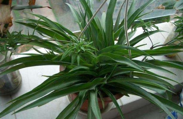 养花怕积水怎么办,养花怕黄叶怎么办