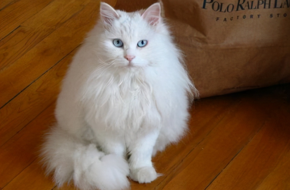 十种受欢迎的猫咪,6种最受欢迎的猫咪