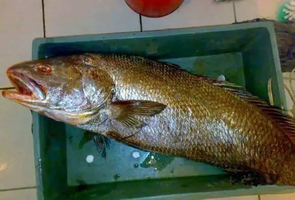 史上最全面的海鲜大咖,史上最全海鲜视频