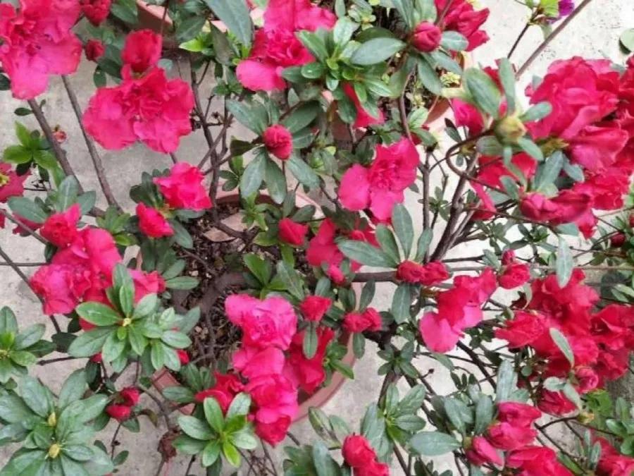 花买回来叶子蔫了怎么办,花掉花苞有什么好方法吗