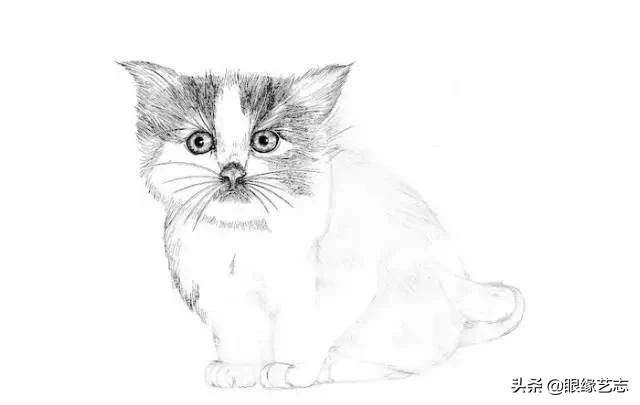 画小花猫简笔画彩色图片,画小花猫素描画