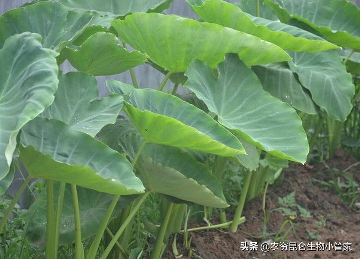 芋头根腐病用药配方,芋头根腐病根治方法