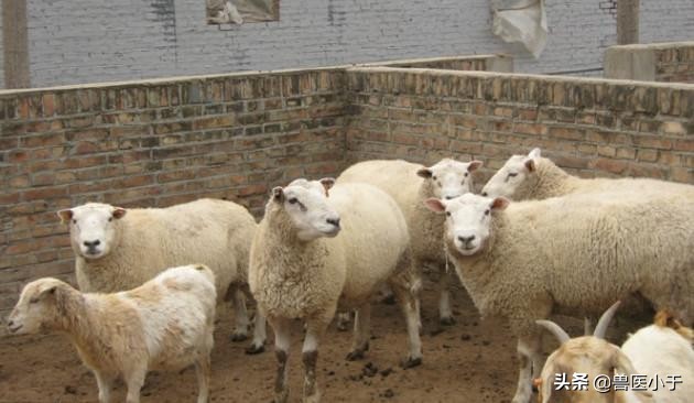 羊口疮还口吐白沫怎么治疗,羊内口疮如何防治