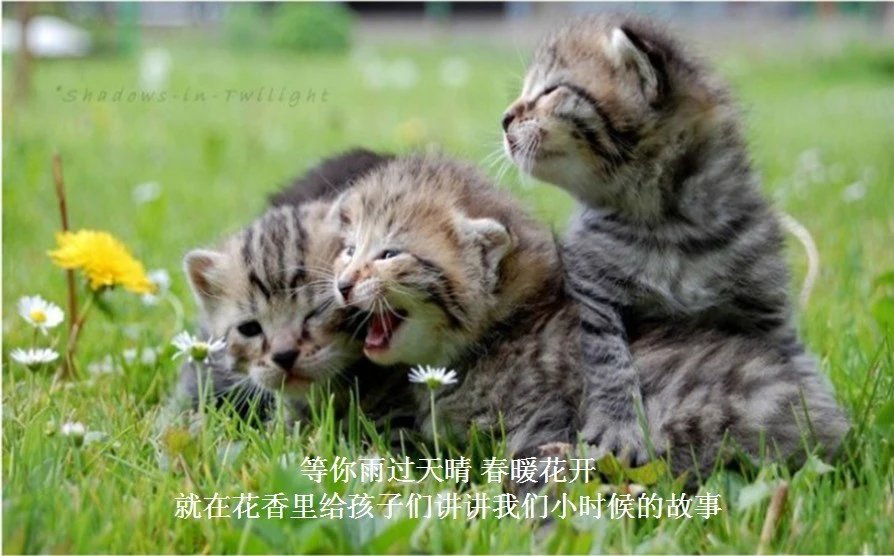 我只想说声爱你,只想再爱你一次