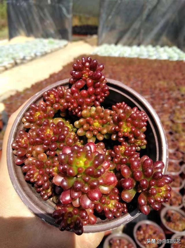 养多肉养了好多花盆不够,养多肉靠这3个要素疯长爆盆