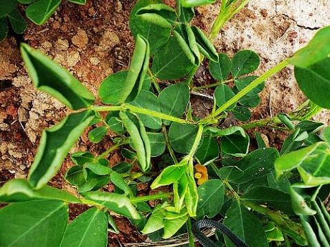 花生卷叶是什么原因及解决办法,花生嫩叶卷叶的治疗方法
