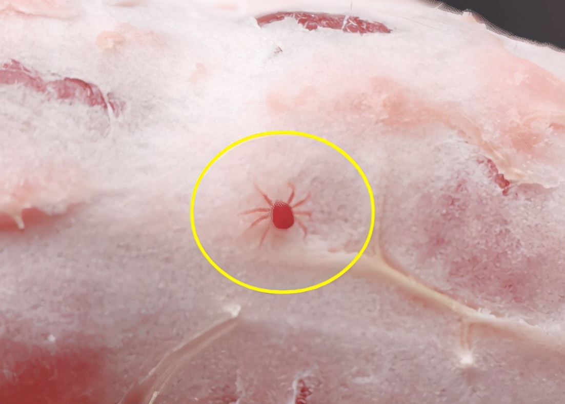 第一次见嘴巴被蚊子咬肿,如果被毒蜘蛛咬一口就会变成蜘蛛