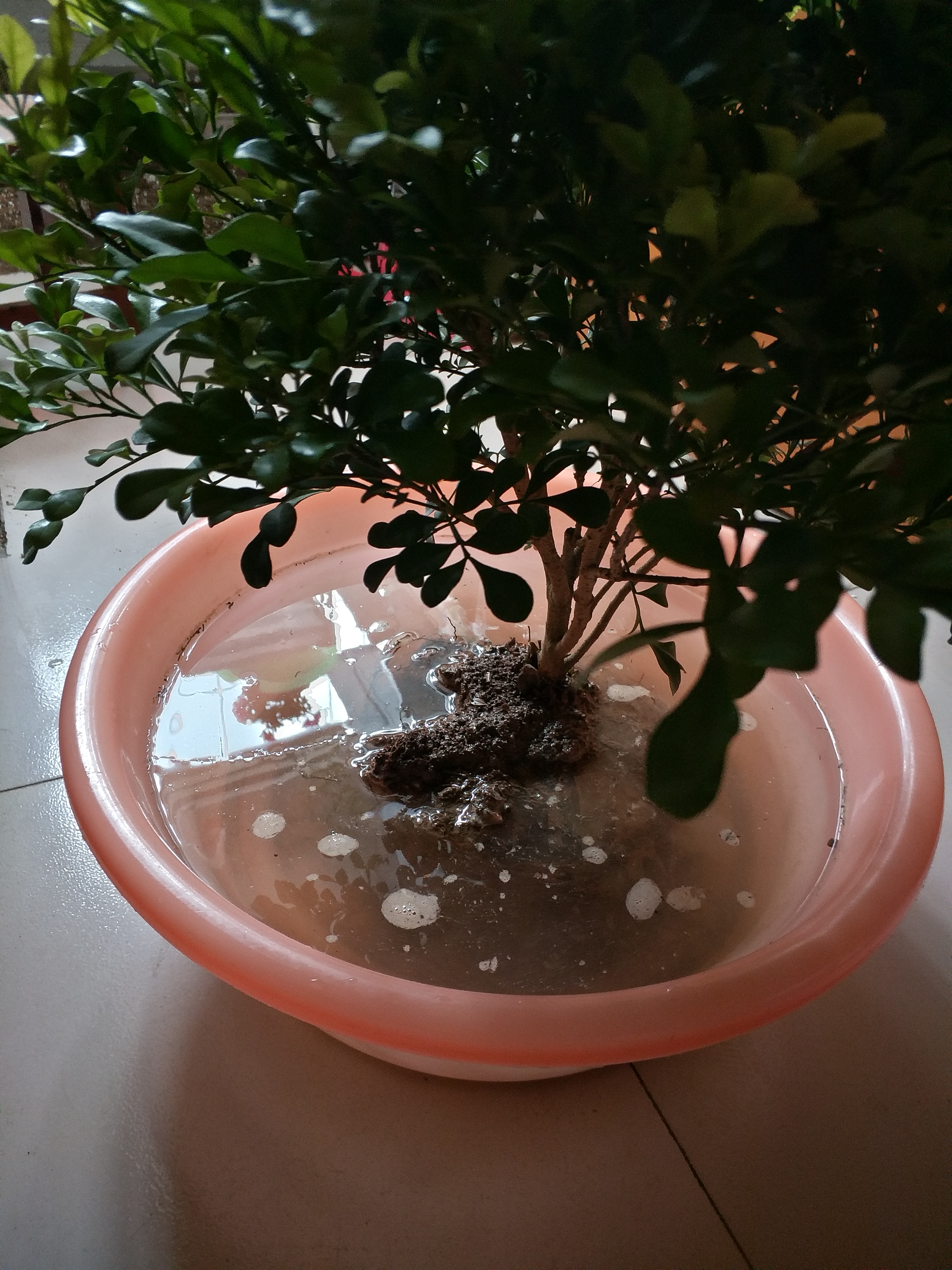 米兰有很多老枝怎么办,刚买的米兰换土的正确方法