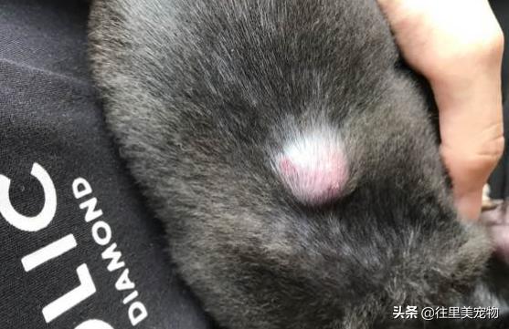 带狗狗打针,狗打完针后鼓包是不是药没打进去