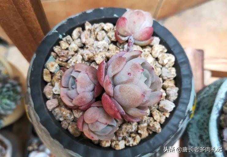 冰梅多肉皮实好养吗,冰梅多肉和迪奥多肉有什么区别