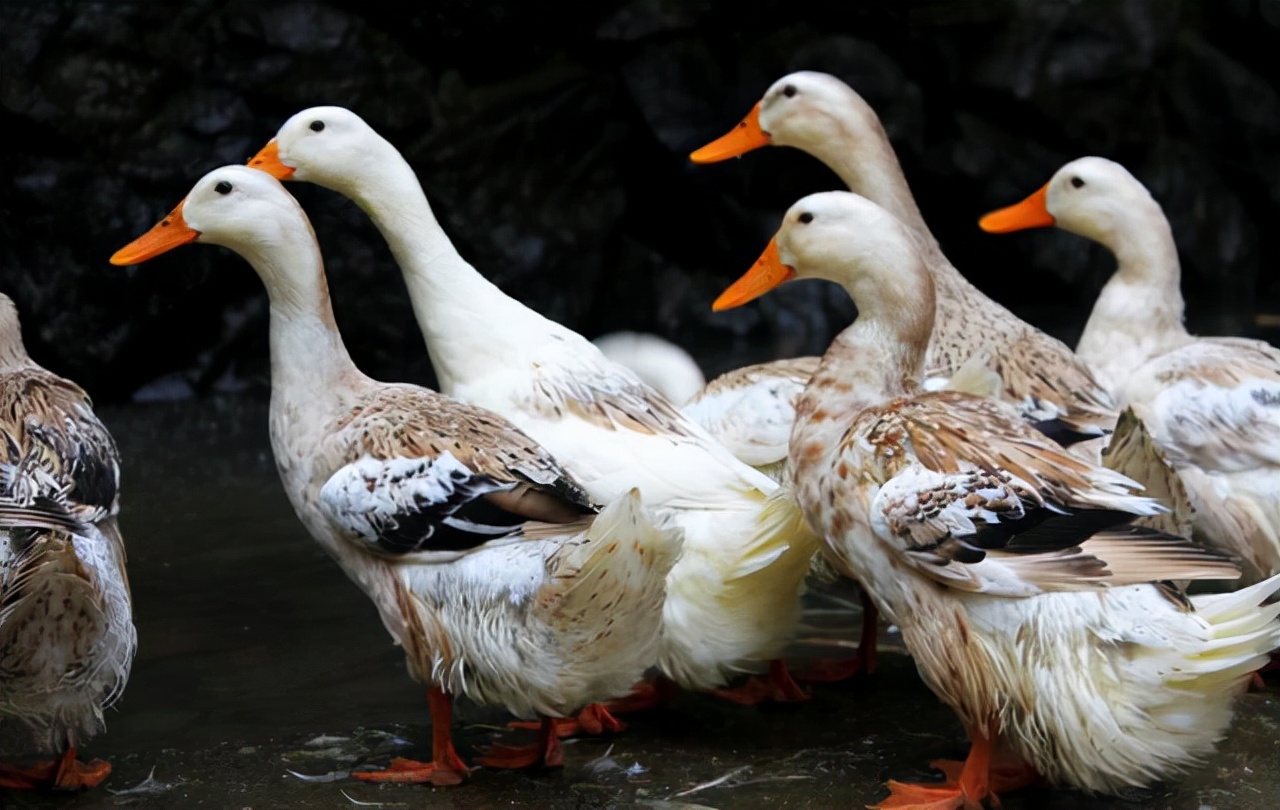 鹅痢疾吃什么,鹅肠炎粪便症状有哪些