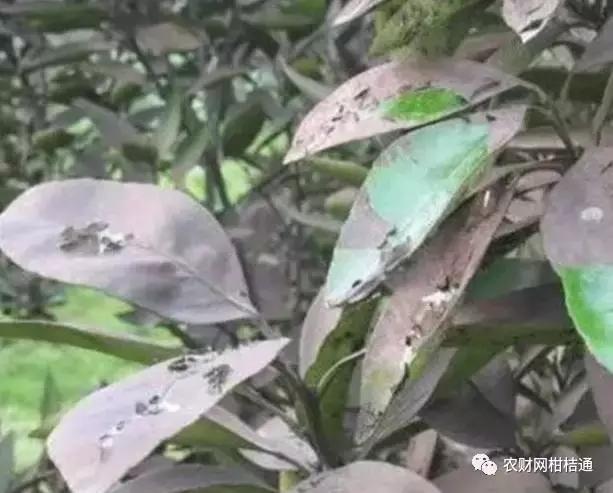 8月份不套袋的秋桃管理,秋季病虫害管理技术