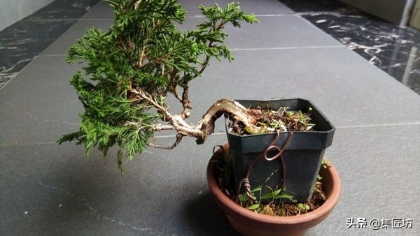 盆景干枯舍利制作,舍利干桩盆景图片