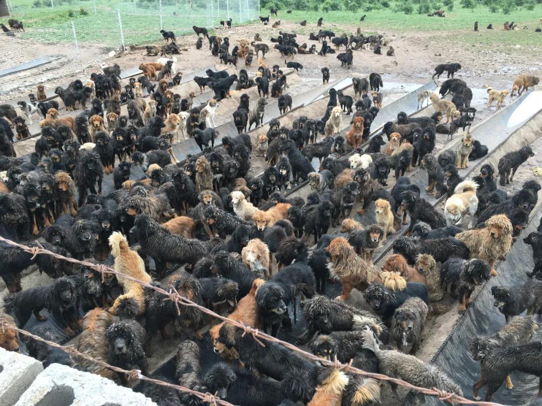 藏獒变流浪狗,藏獒从一条换北京两套房