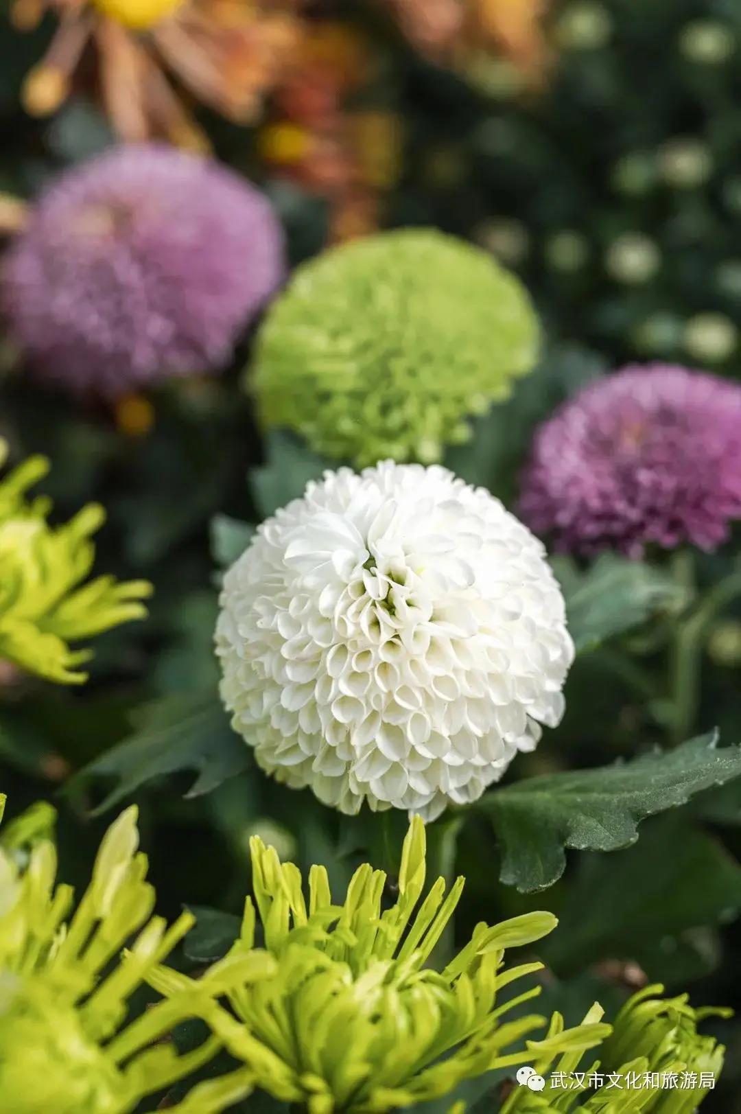 菊花烂漫,赏菊花汉口江滩打卡