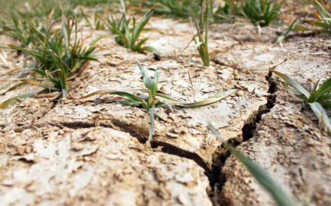 土壤盐害,土壤盐害哪里