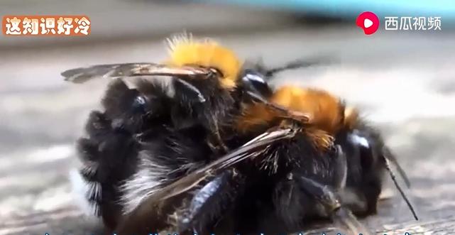 蜜蜂为什么蜇人视频,为什么蜜蜂蜇人要杀死