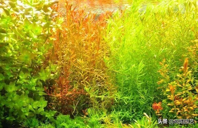 鱼缸里水草变黄枯萎怎么办,鱼缸里水草发黑怎么处理好