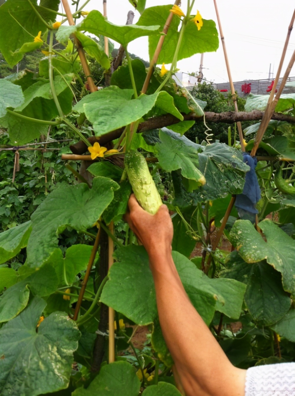 现在大棚黄瓜如何管理,大棚黄瓜怎样管理