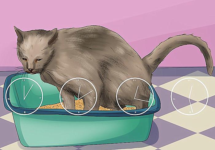 猫咪尿频尿血最便宜的解决方法,猫咪尿频尿急最快最便宜解决方法