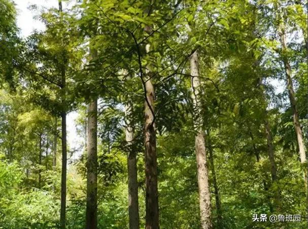 木材的主要缺陷,木材缺陷有哪些