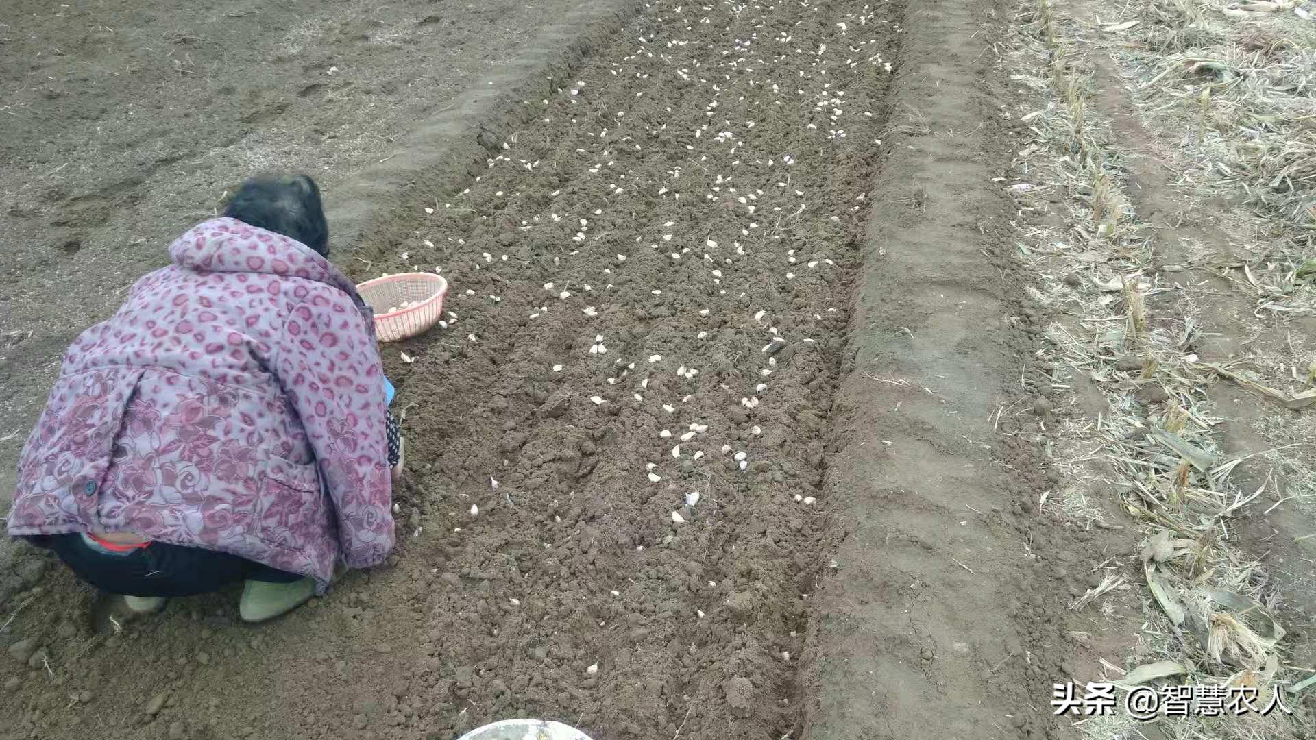 春季大蒜苗长得太旺影响产蒜头吗,栽蒜的大蒜苗发黄是什么原因