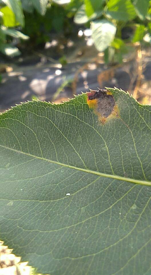夏天梨树叶子发黄发枯是什么原因,梨树叶子黄是怎么回事怎么治疗