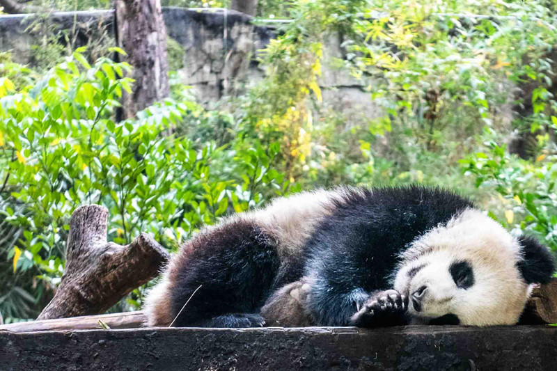 玩转广州长隆野生动物世界之行,广州长隆动物世界游玩攻略图