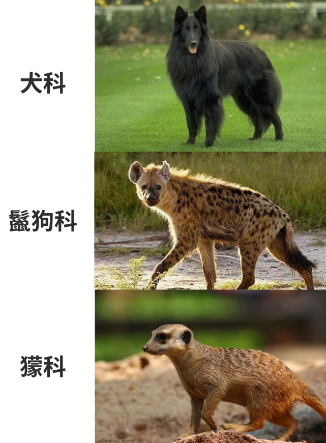 非洲草原上的梦魇——斑鬣狗