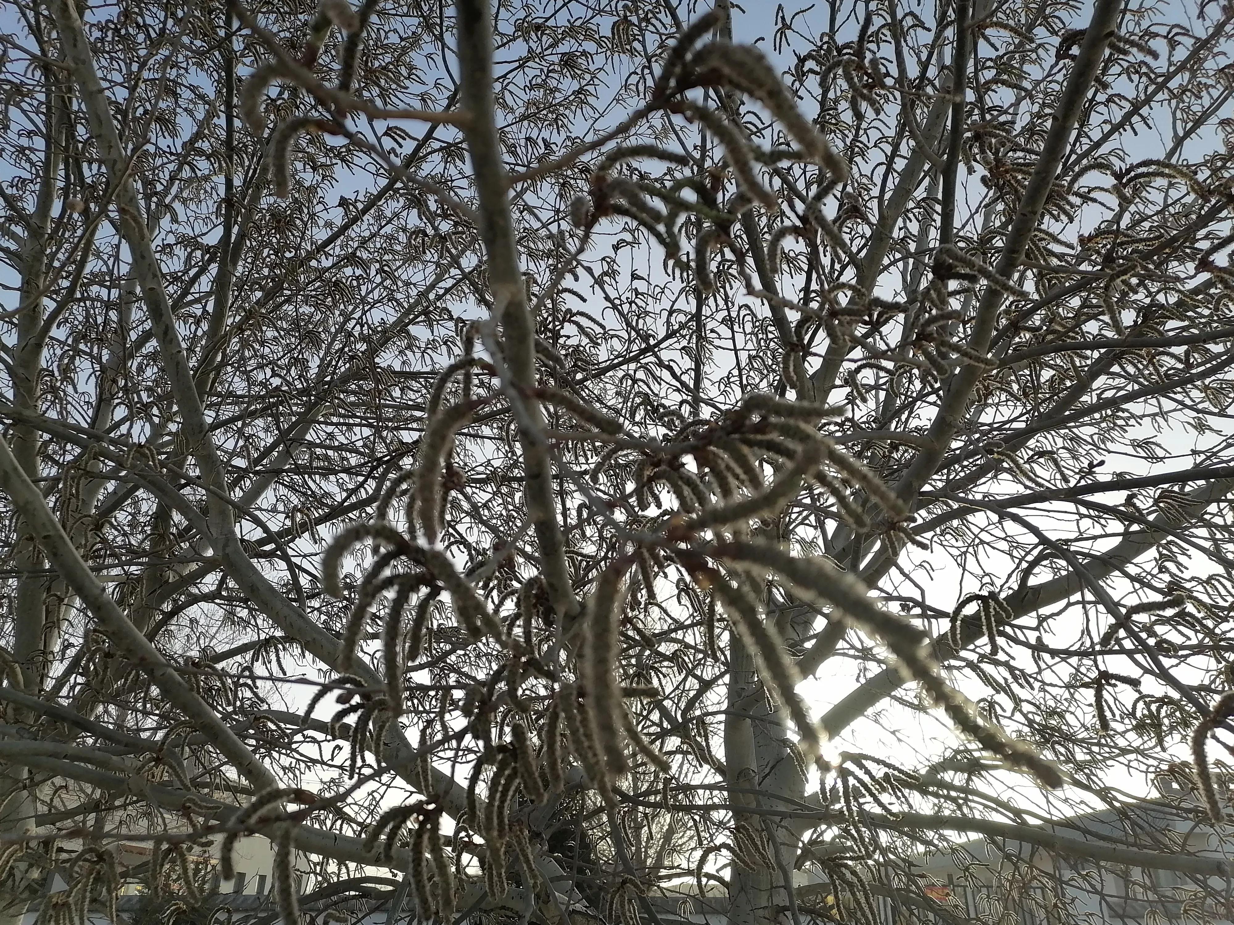 杨树的简介,杨树的全部作品