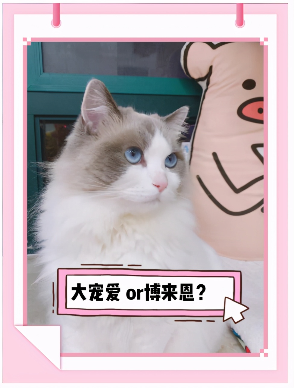 猫咪驱虫福来恩和大宠爱哪个好,猫咪多久驱虫一次博来恩