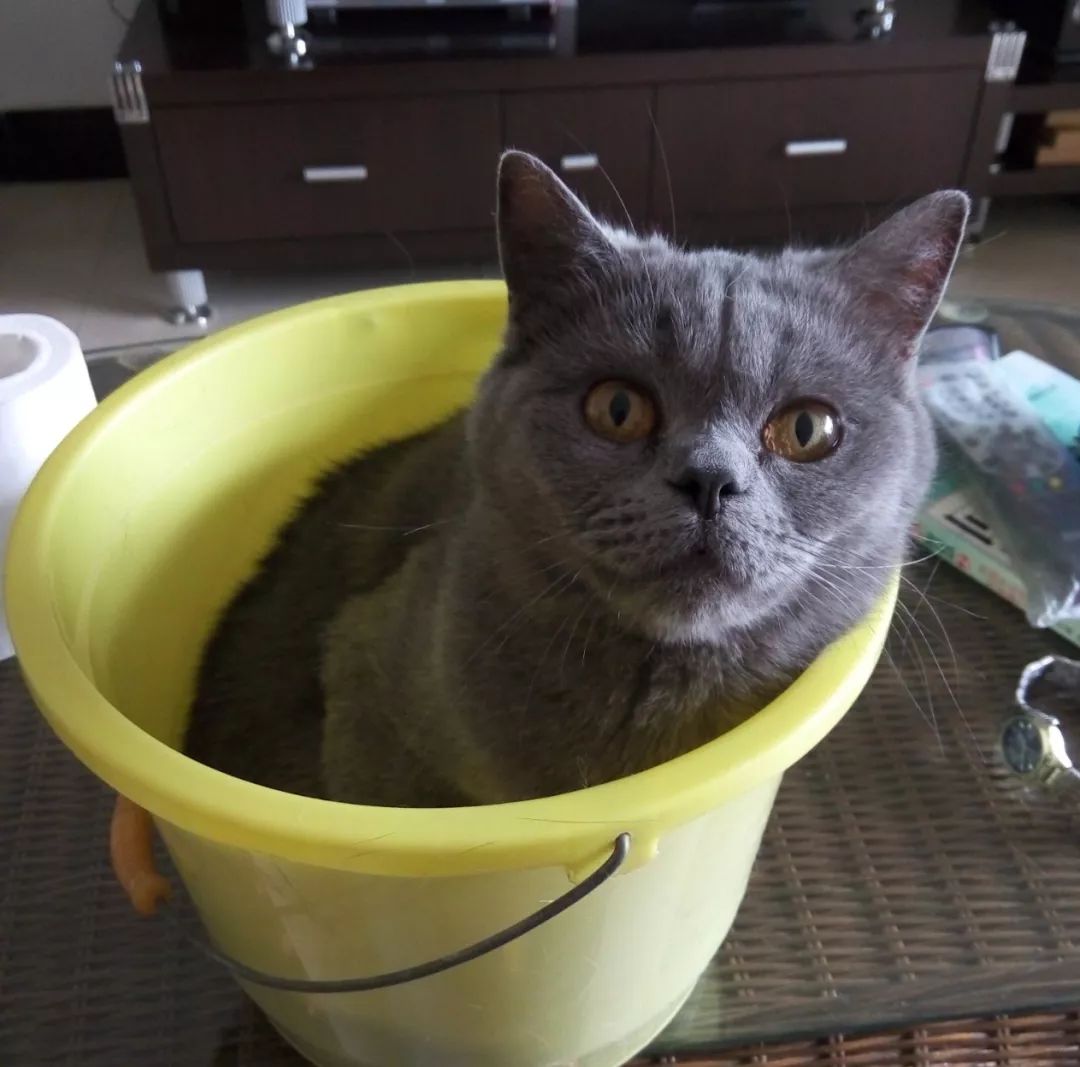 它因猫藓，遭人抛弃；我因猫藓，猫狗双全